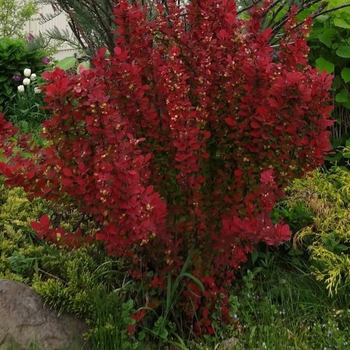 Berberis thunbergii 'Red Torch' - Thunbergi kukerpuu 'Red Torch' C3/3L